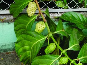 noni1